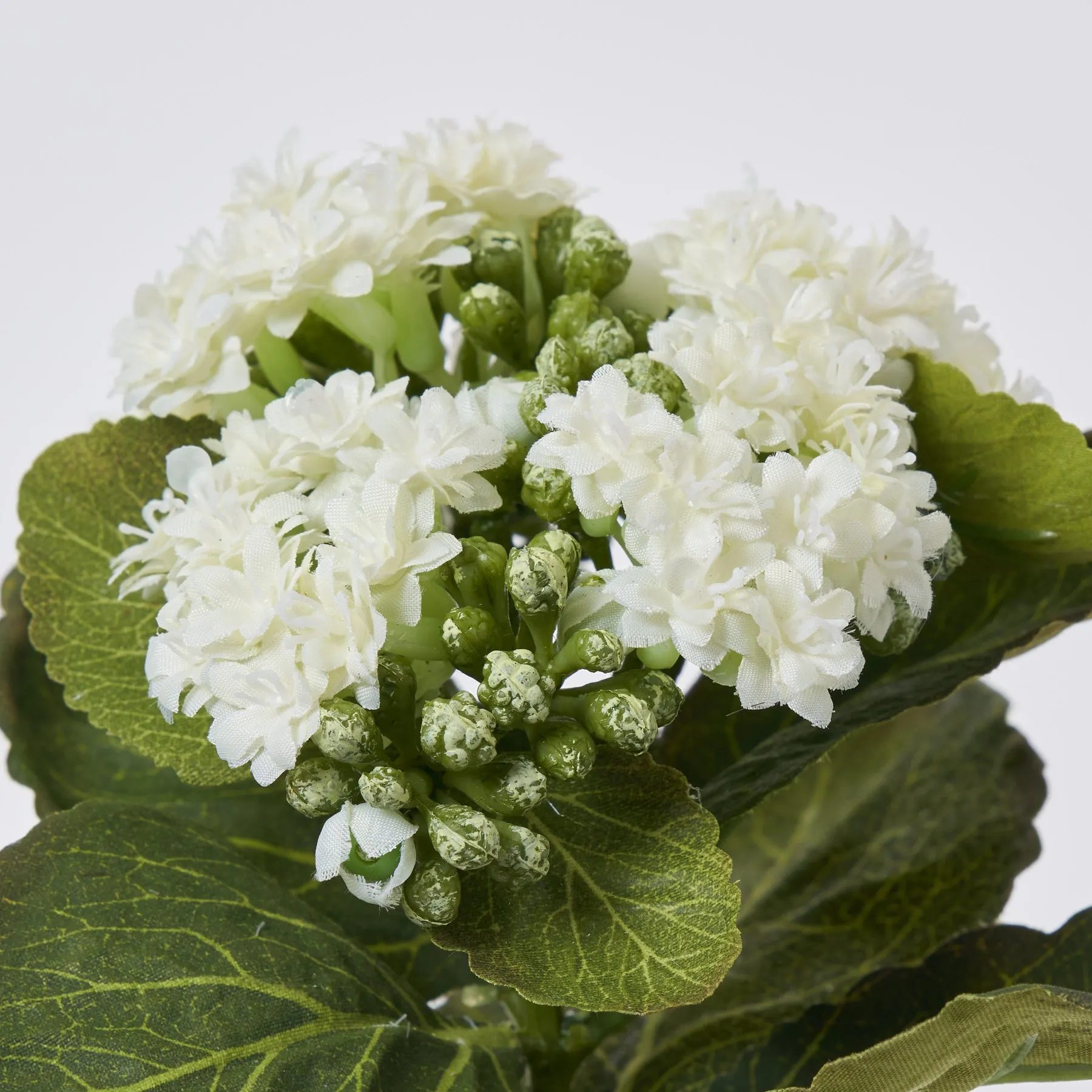 White Silk Kalanchoe Bush Plant Spray - 8"